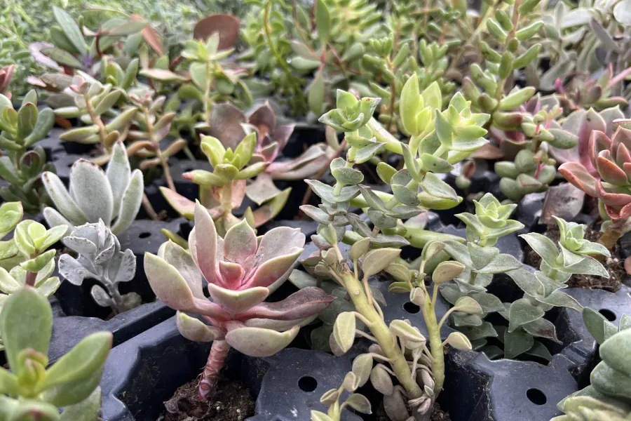Ma jungle de succulentes