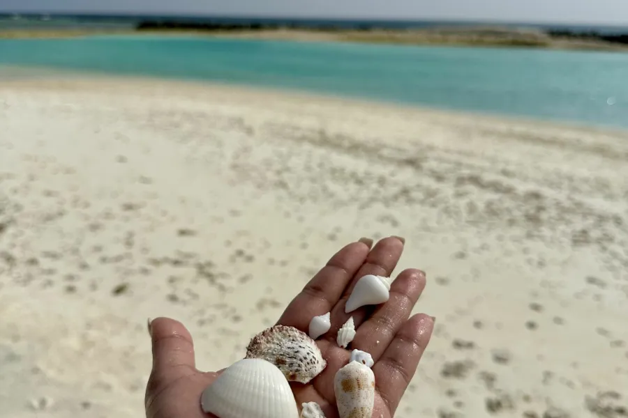 Coquillages de vacances