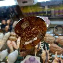Ammonite polie - Cleoniceras