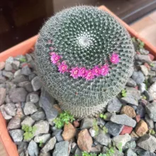 Mammillaria en fleurs