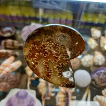 Ammonite polie n°4
