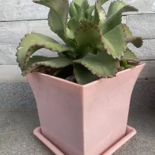 Kalanchoe beharensis (pot rose)