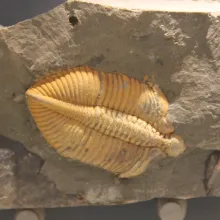 Trilobite et son moulage