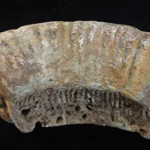 Ammonite de Faringdon