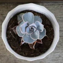 Echeveria (pot blanc)
