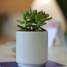Haworthia fasciata