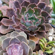 Echeveria 'Neon Glow' et 'Perle von Nürnberg'