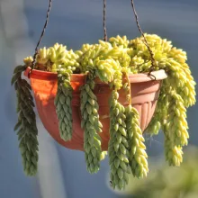 Sedum morganianum (queue d'âne)