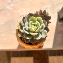Echeveria en pot ambré