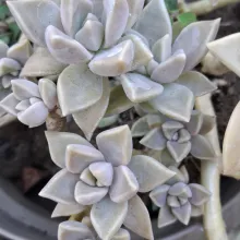 Graptopetalum paraguayense