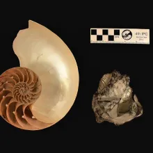 Nautile et ammonite