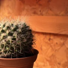 Petit cactus boule (nom inconnu)