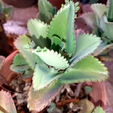 Aloe juvenna