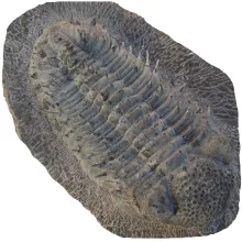 Trilobite Phacops