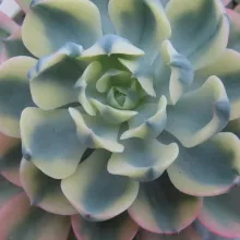 Echeveria 'Raindrops'