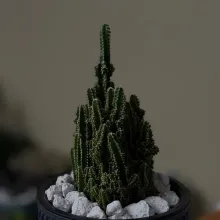Cactus château de fées