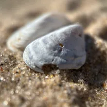 Deux coquillages dans le sable
