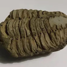 Trilobite Calymene