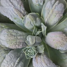 Echeveria 'White Castle'