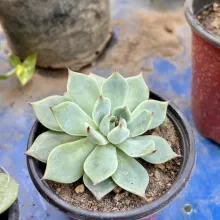Echeveria de mamie