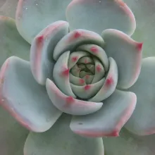 Echeveria 'Pikachu'