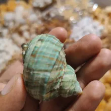 Turbo vert