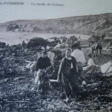 Audierne - Ramassage du goémon