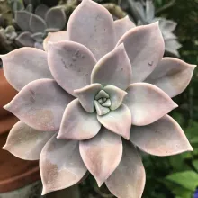 Echeveria 'Lola'