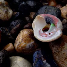 Coquille nacrée sur galets