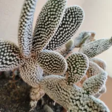 Opuntia microdasys