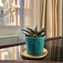 Haworthia attenuata