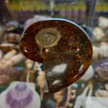 Ammonite polie n°3