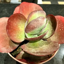 Kalanchoe luciae