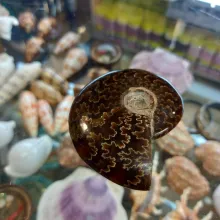 Ammonite polie n°5