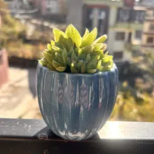 Sedum adolphii